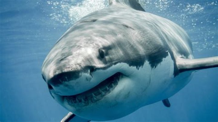 Looking at Five of the Biggest Shark Infested and Deadly Beaches in the Land ofthe Free